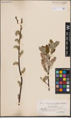 Foto von Salix caprea L.